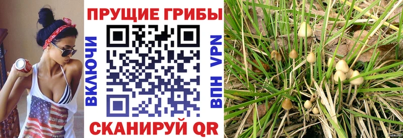 Псилоцибиновые грибы MAGIC MUSHROOMS  Липки 